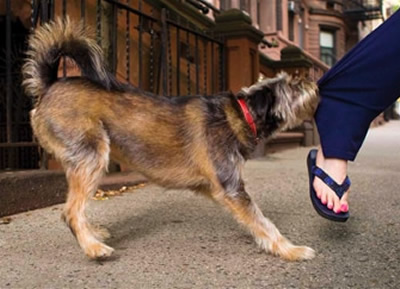 Dog Bit Attorney - Las Vegas